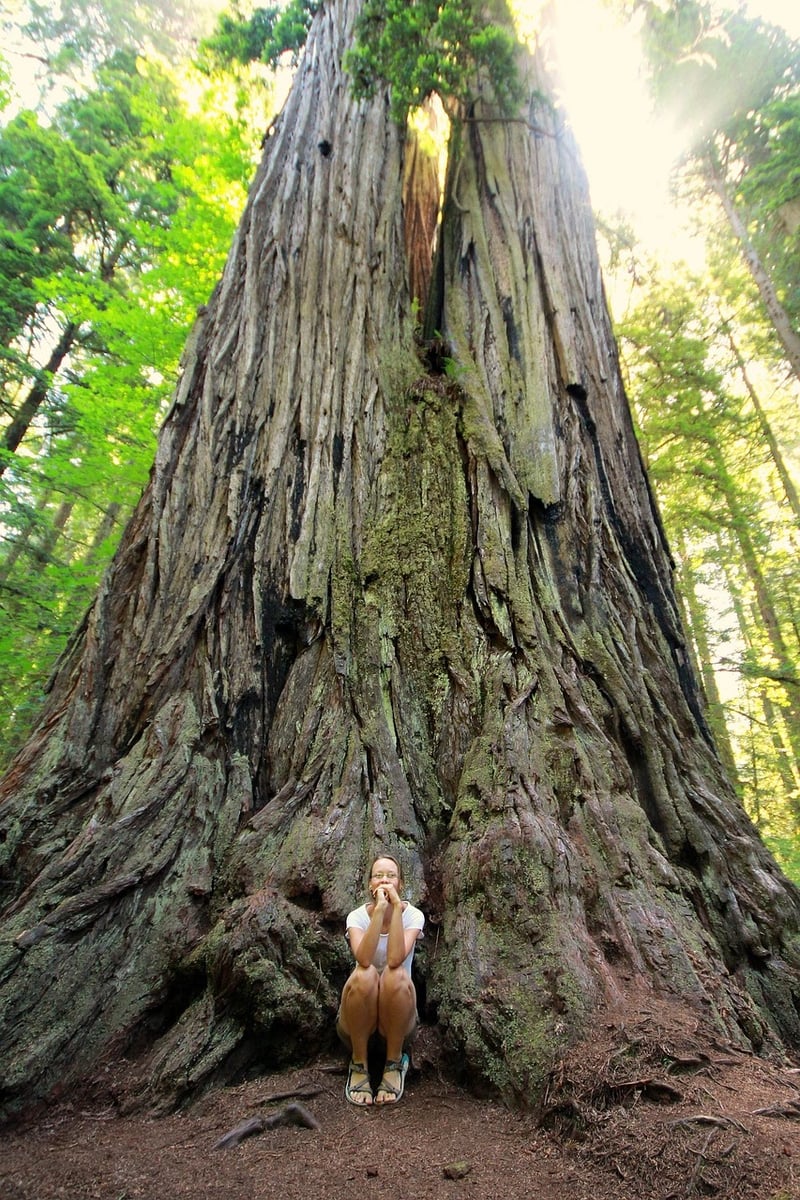 Majestic Redwoods